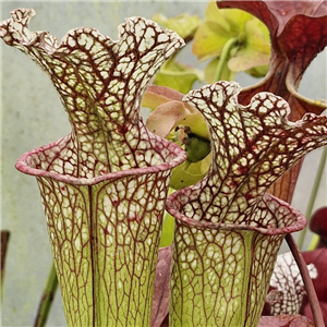 Sarracenia Hybrid H 145 'Mr Pink Rim'